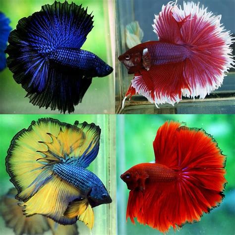 betta fish for sale australia|Bettas or Siamese Fighting Fish – Scapeshop.com.au.